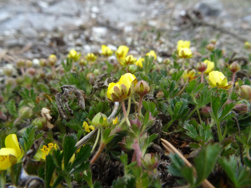 Potentilla